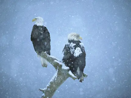 عکس عقاب در زمستان