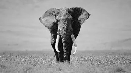 عکس فیل سیاه و سفید برای تصویر زمینه و والپیپر