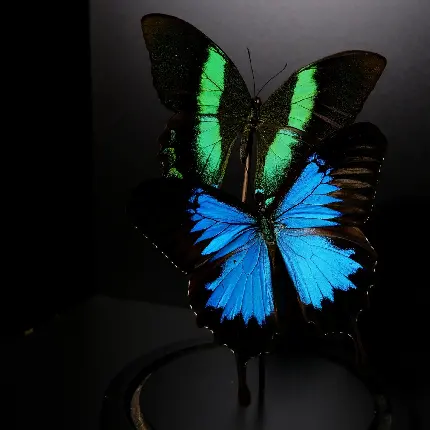 والپیپر پروانه آبی با کیفیت بالا