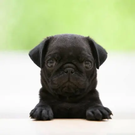 عکس سگ بزرگ