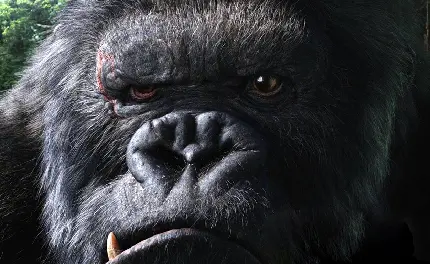 دانلود والپیپر میمون سیاه عصبانی برای پروفایل با کیفیت بالا