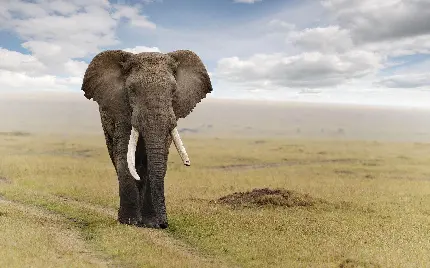 عکس فیل واقعی با کیفیت بالا