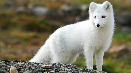 تصویر زمینه بسیار زیبا از روباه قطبی سفید رنگ و خوشکل 