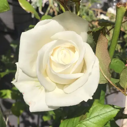 عکس گل رز سفید تک شاخه با کیفیت بالا