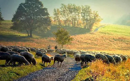 عکس گله گوسفندان با کیفیت بالا