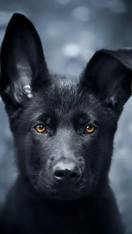 عکس توله سگ بامزه و خوشگل سیاه با کیفیت بالا