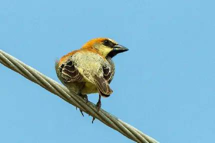 عکس گنجشک ماده گونه پشت ساده 