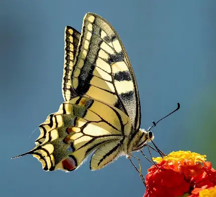 عکس پروفایل زیباترین پروانه