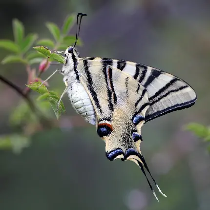 عکس پروانه از نزدیک