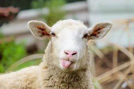 عکس خنده دار از گوسفندان با کیفیت بالا