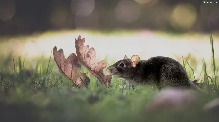 عکس موش سیاه و وحشی در طبیعت