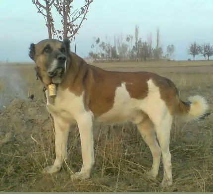 دانلود عکس از سگ ایرانی نژاد سرابی گنده با کیفیت اچ دی 