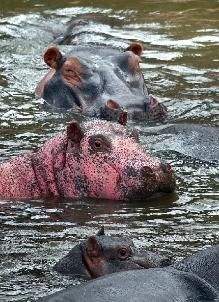 تابلو اسب دکوراتیو