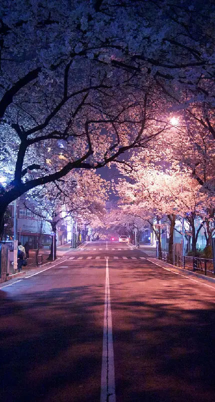 بک گراند شکوفه های گیلاس بر فراز یک خیابان در کشور ژاپن