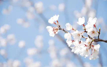 والپیپر جذاب و دیدنی از شکوفه های گیلاس سفید رنگ با کیفیت HD