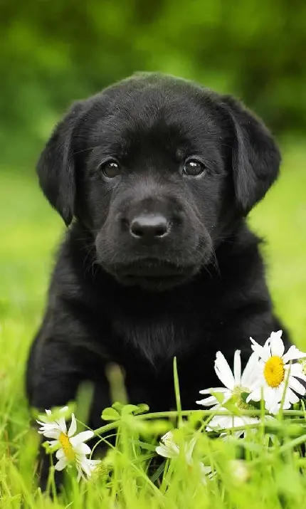 عکس توله سگ مشکی و سیاه برای والپیپر گوشی