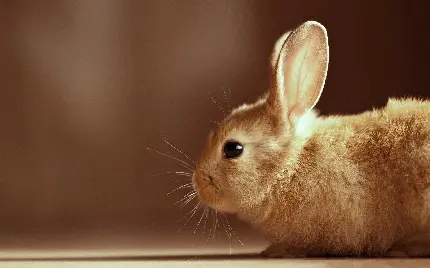 عکس خرگوش فانتزی با کیفیت بالا