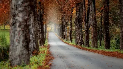 عکس دیدنی فصل پاییز با درختان در جاده ای زیبا و بی نظیر با کیفیت HD