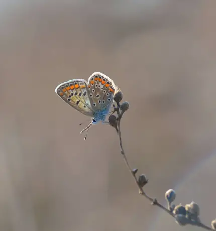 عکس پروانه برای نقاشی ساده