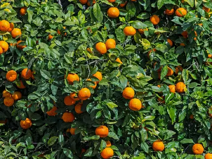 عکس سرسبز و بسیار زیبا از درختان شاداب پرتقال 