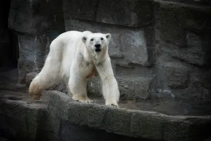 عکس خرس قطبی با کیفیت hd