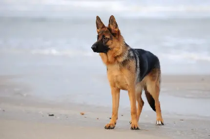 دانلود عکس زیبا از سگ نژاد ژرمن شفرد Deutscher Schäferhund