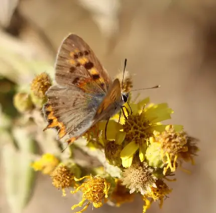 والپیپر پروانه روی گل نشسته