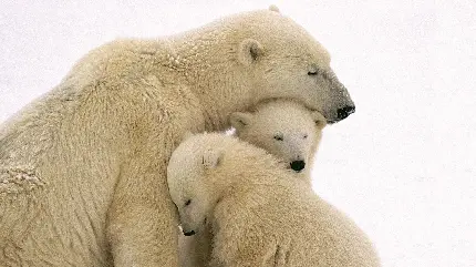 عکس گونه ای از خرس به نام خرس قطبی برای روز جهانی خرس قطبی