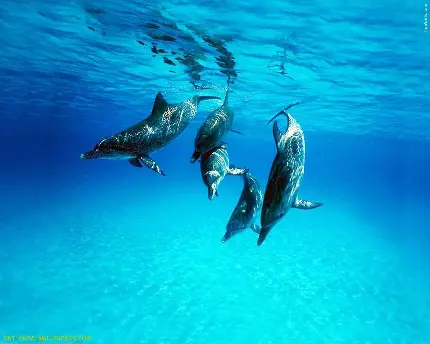 عکس زیباترین دلفین جهان