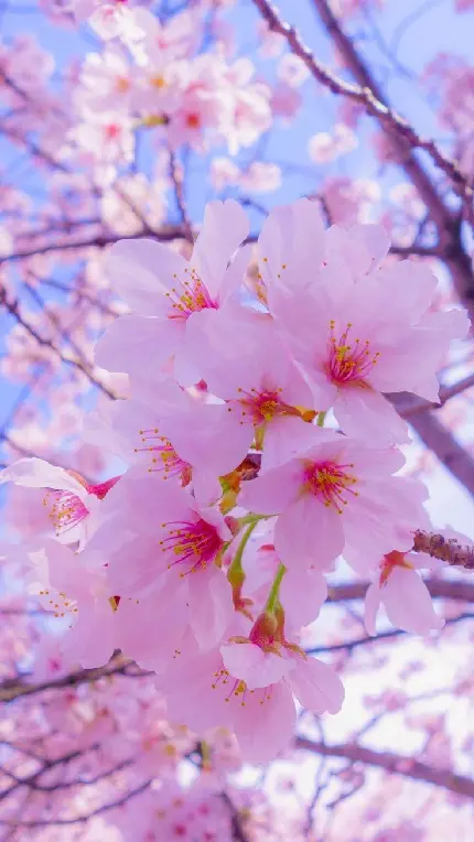 والپیپر شکوفه های گیلاس خوشرنگ و خوش بو با کیفیت عالی