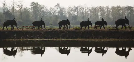 عکس فیل های آسیایی