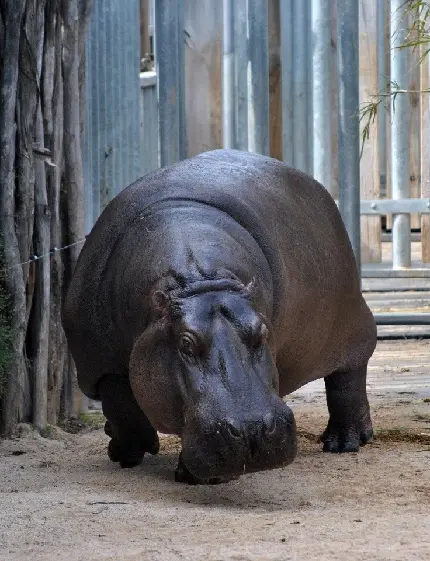 تابلو اسب دکوراتیو