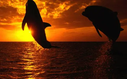 عکس دیدنی نهنگ قاتل برای پس زمینه
