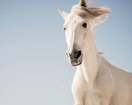 دانلود پس زمینه یکی از زیباترین اسب های سفید دنیا 