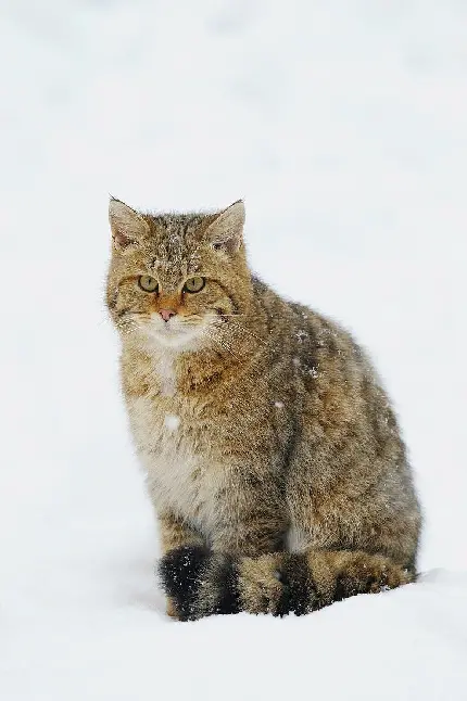عکس گربه وحشی اروپایی با کیفیت بالا