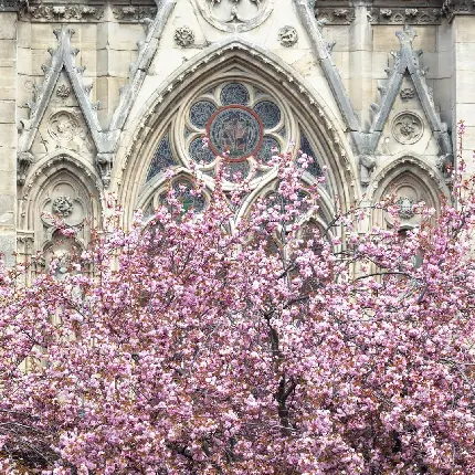 عکس کلیسای قدیمی نوتردام پاریس در کشور فرانسه