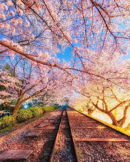 عکس درختان گیلاس در کنار ریل قطار با کیفیت بسیار عالی