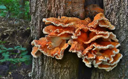 عکس قارچ جوجه جنگلی یا Laetiporus با کیفیت بالا