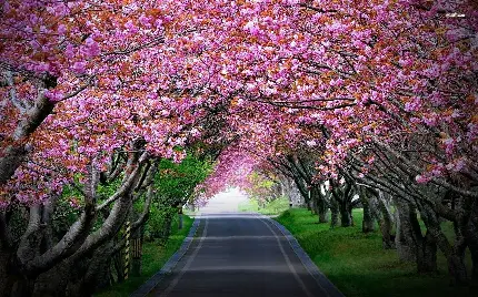 تصویر زمینه جاده ای رویایی در میان شکوفه های درخت گیلاس