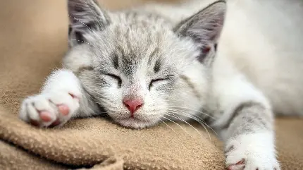 دانلود عکس از گربه ناز و ملوس و خوش خواب با کیفیت فول اچ دی