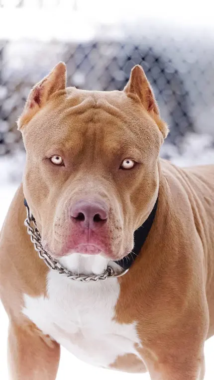 عکس از سگ نژاد Pit bull پیت بول با کیفیت فول اچ دی