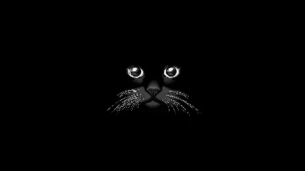 والپیپر گربه با بک گراند تاریک و سیاه در قالب فرمت وکتور