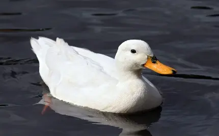 عکس اردک سفید