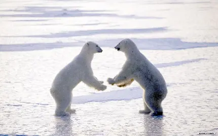 عکس و تصویر زمینه بامزه خرس قطبی با کیفیت بالا