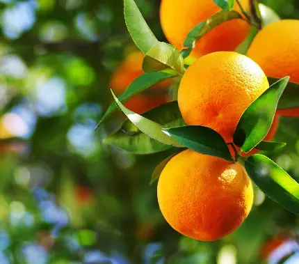 عکس پرتقال های تازه و خوشمزه بر روی درخت باطراوات و سرسبز