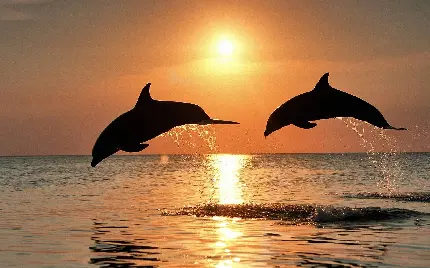 عکس دلفین در غروب آفتاب