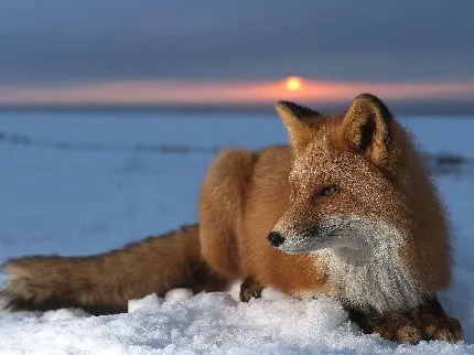 عکس روباه قرمز زیبا با کیفیت بالا