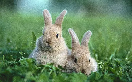 عکس خرگوش بامزه برای پروفایل
