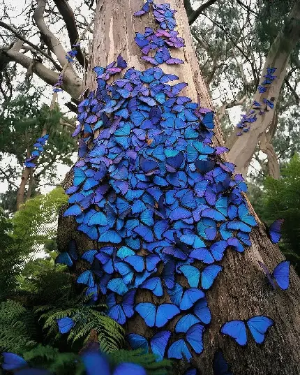عکس پروفایل پروانه های آبی