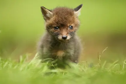 عکس جالب از بچه روباه با رنگ خاکستری کم رنگ از گونه داروین